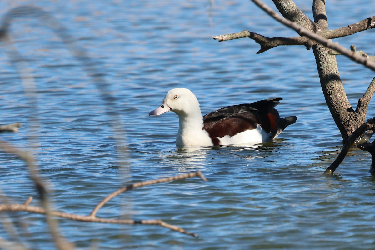 Radjah Shelduck - Dennis Devers