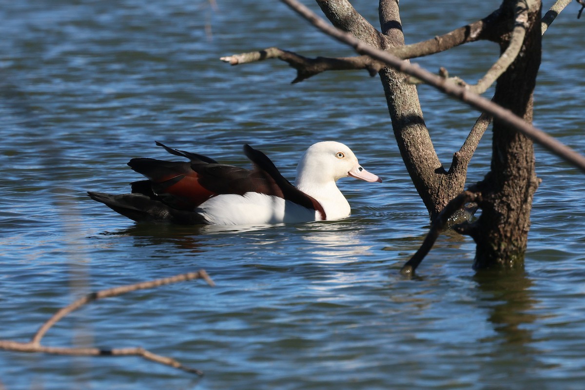 Radjah Shelduck - ML620186131