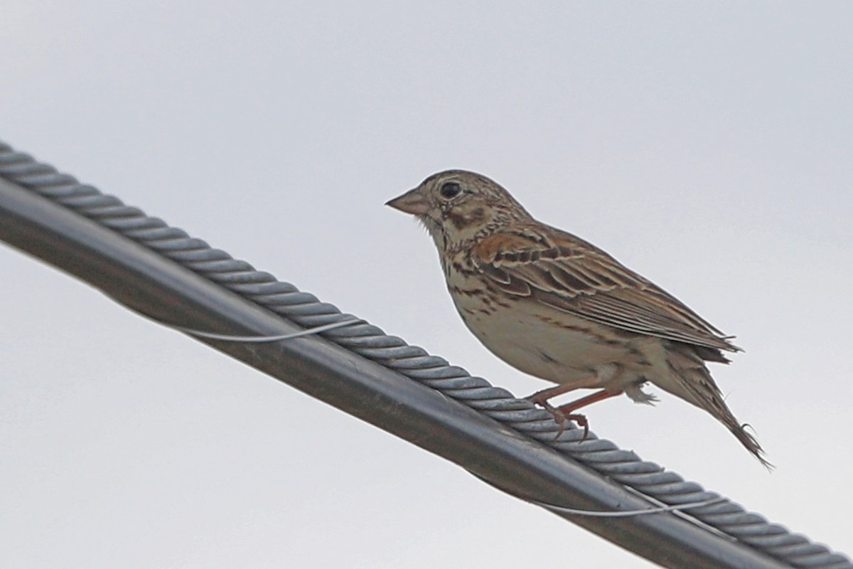 Vesper Sparrow - ML620186133