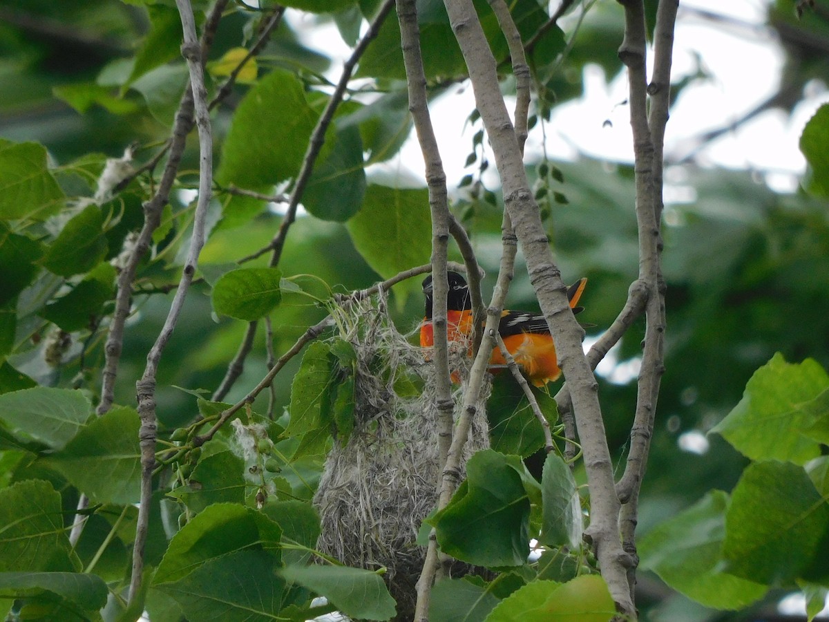 Baltimore Oriole - ML620186137