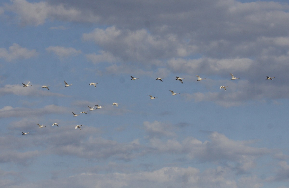 Tundra Swan - ML620186142