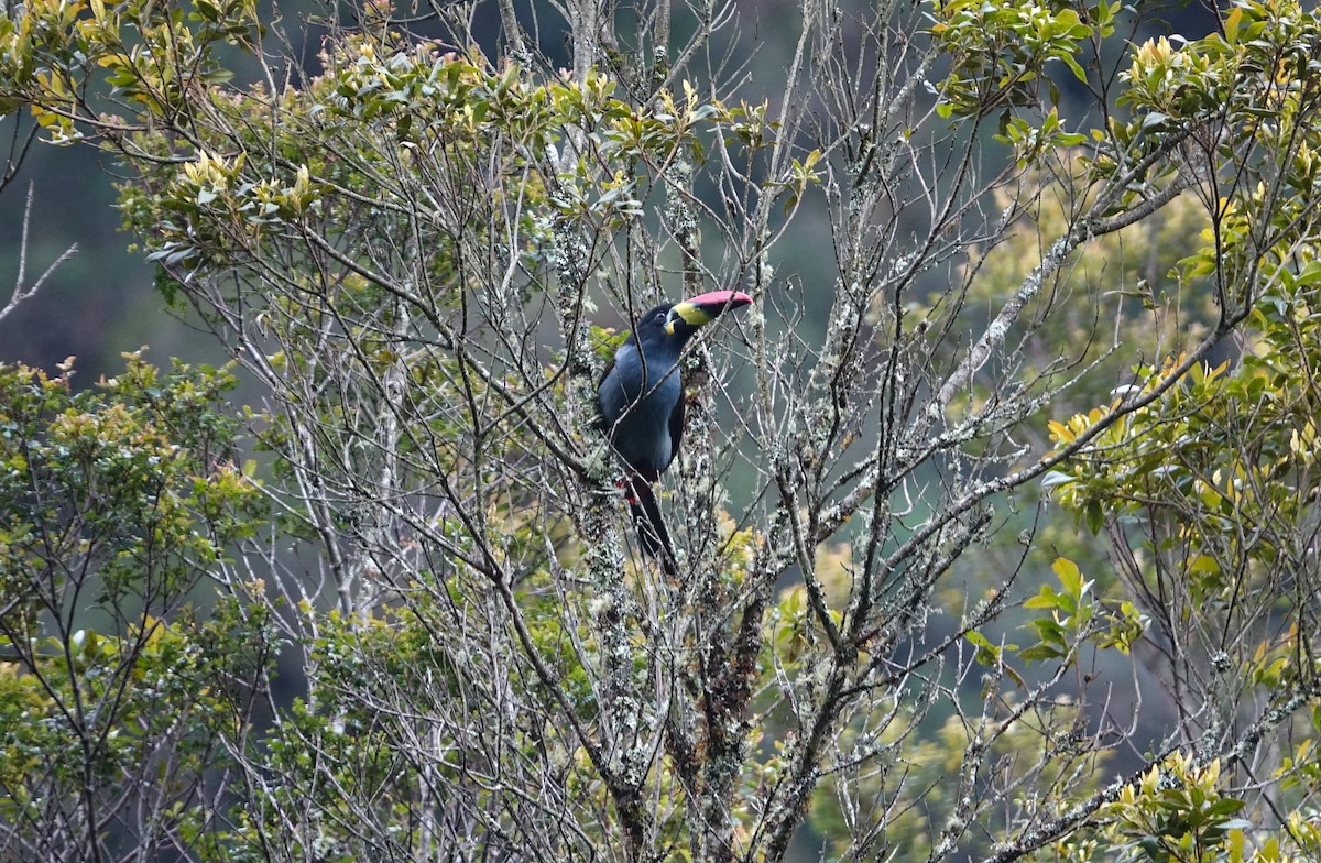 Gray-breasted Mountain-Toucan - ML620186145