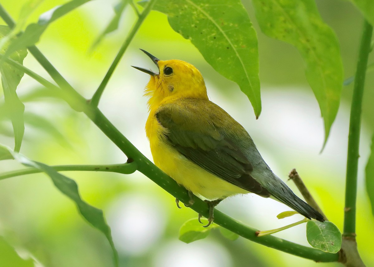 Prothonotary Warbler - ML620186146