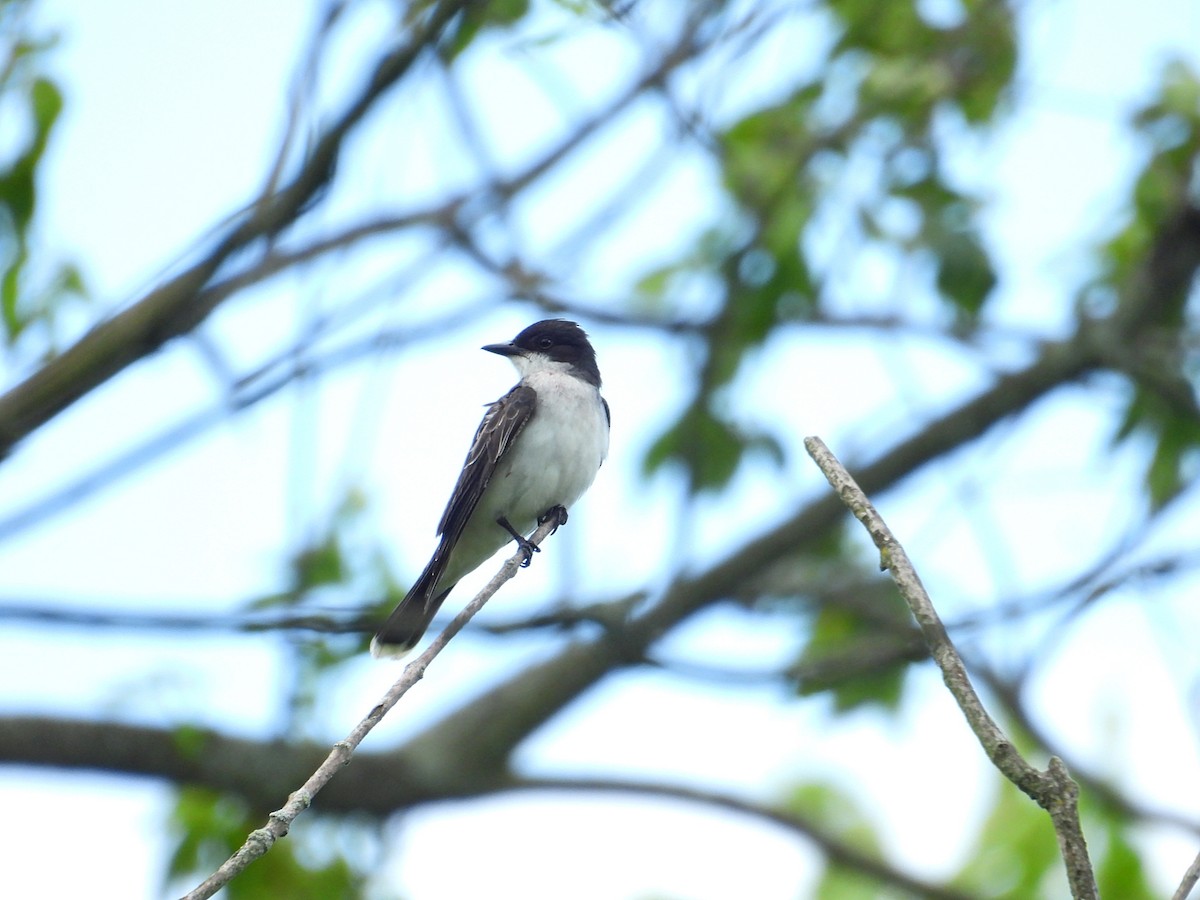 Eastern Kingbird - ML620186154