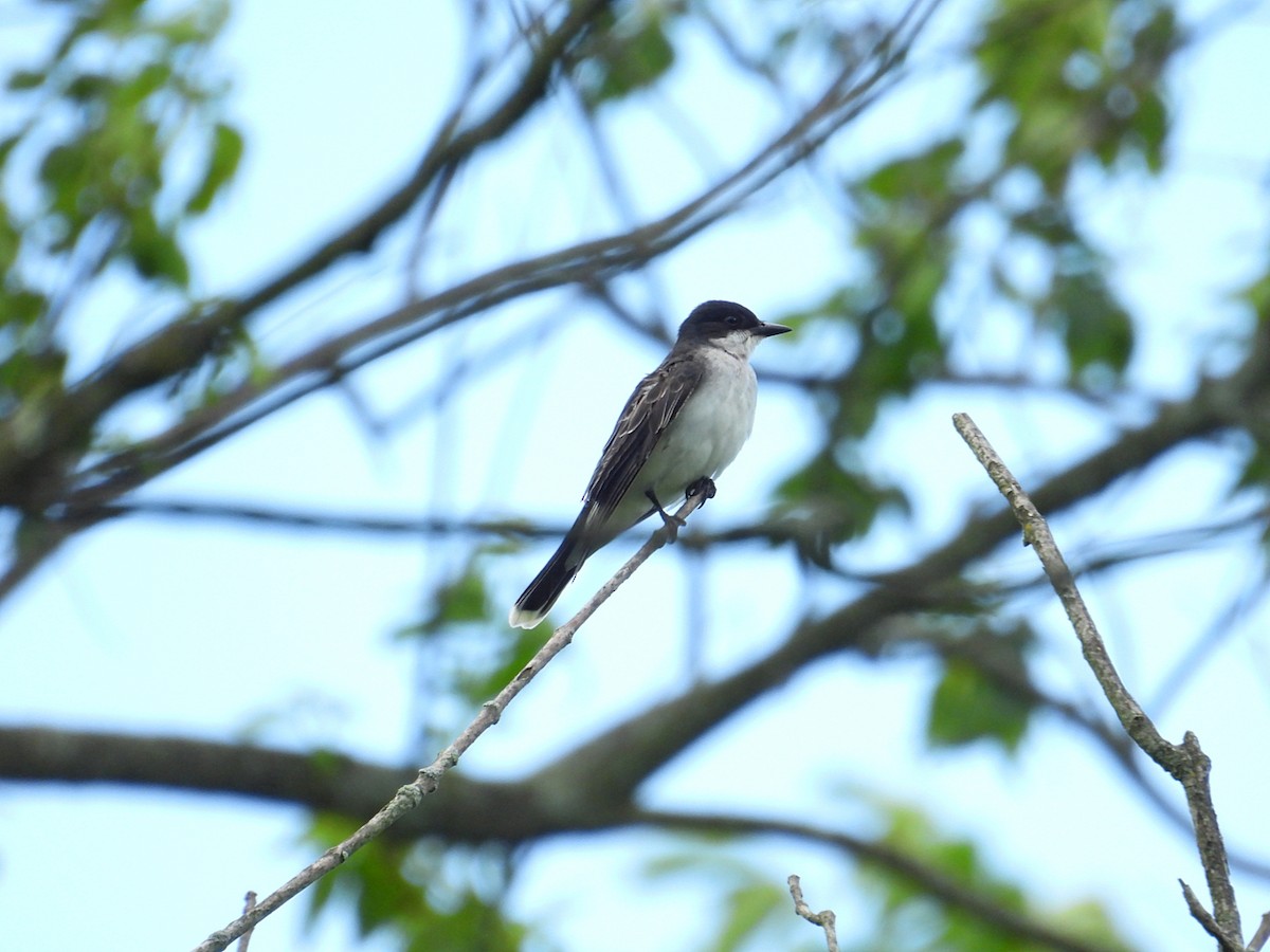 Eastern Kingbird - ML620186156