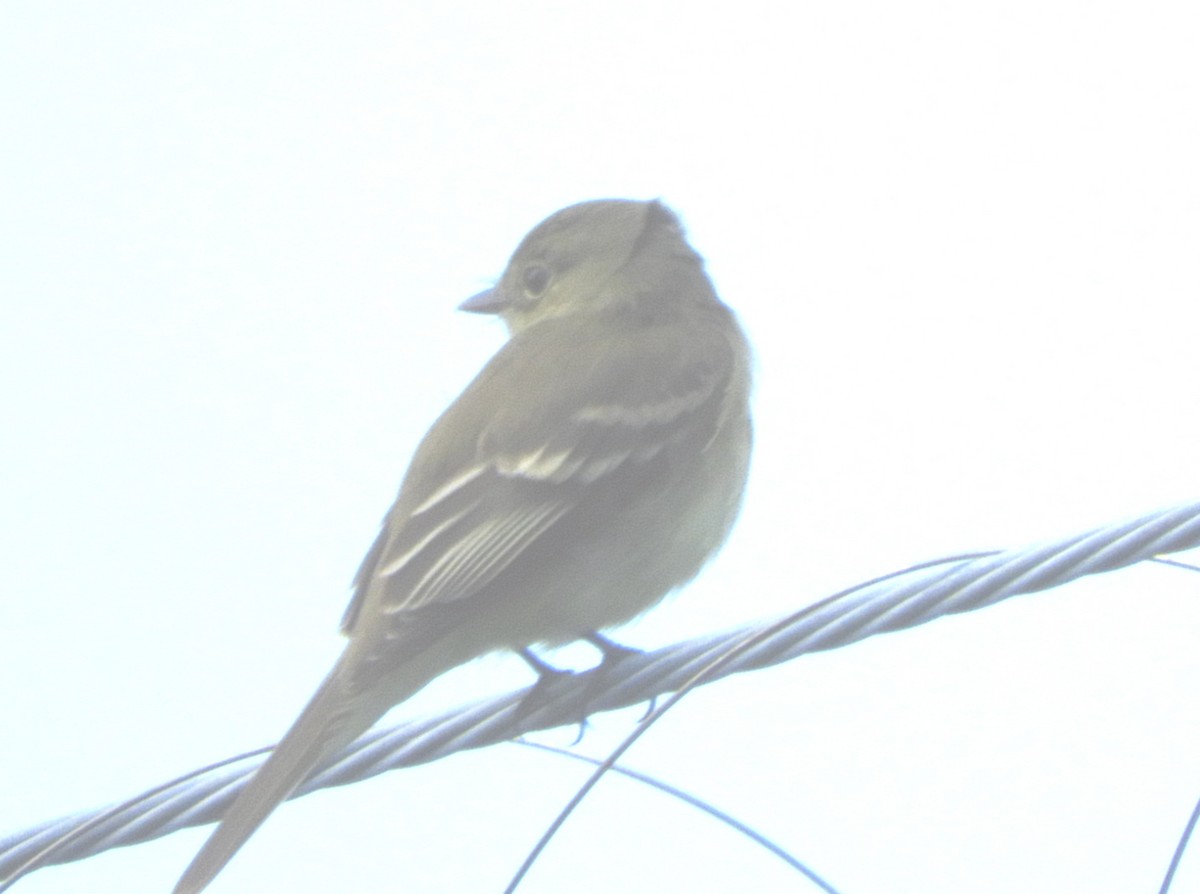 new world flycatcher sp. - ML620186157