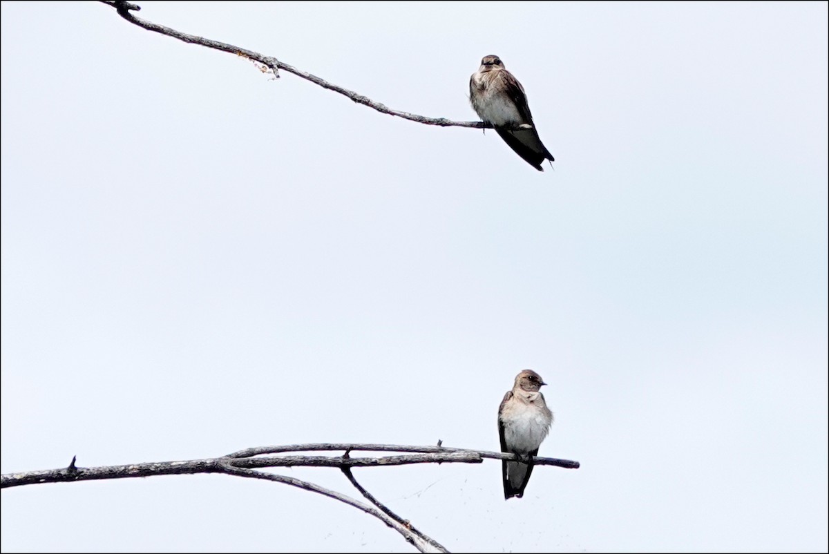 Northern Rough-winged Swallow - ML620186158