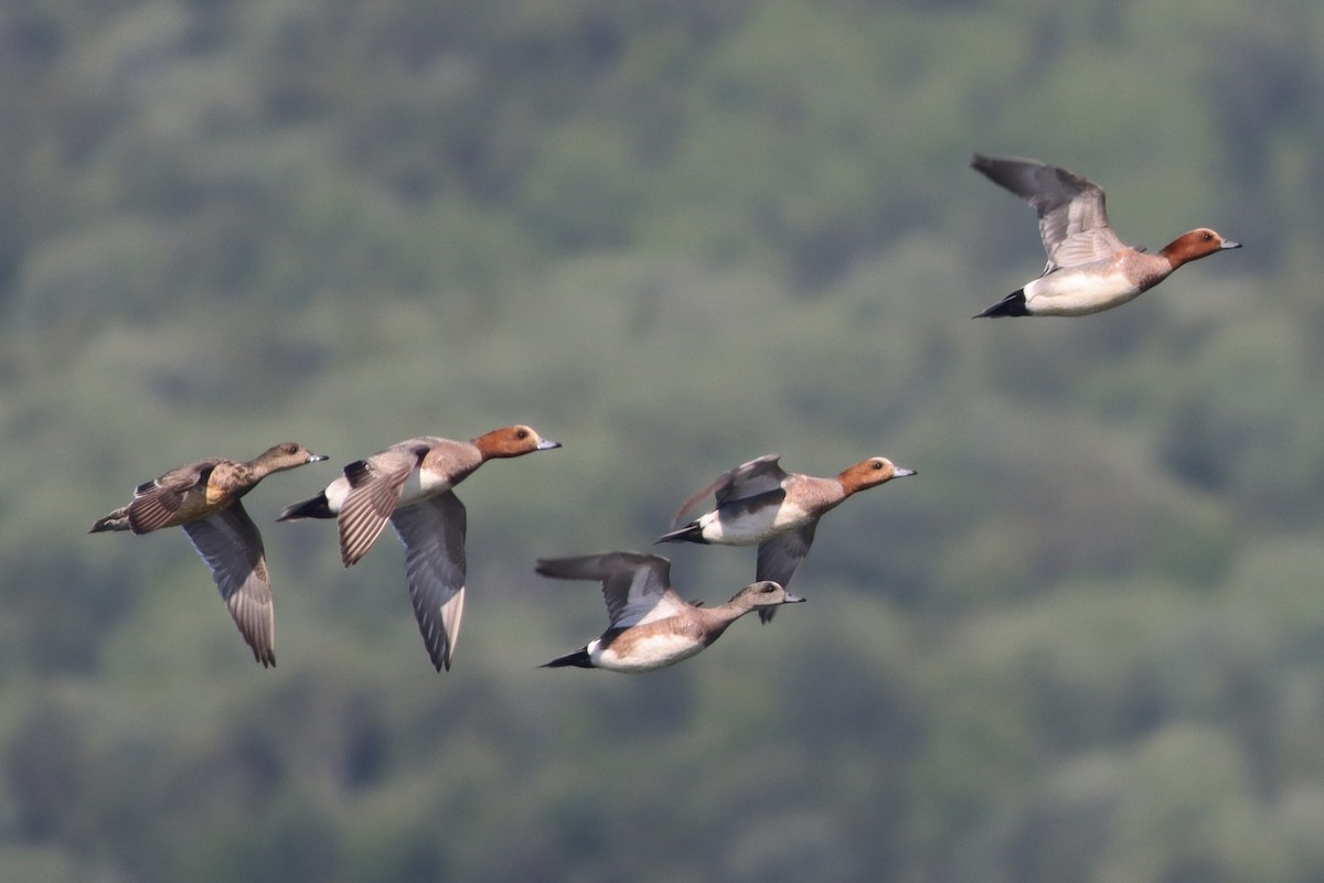 American Wigeon - ML620186165