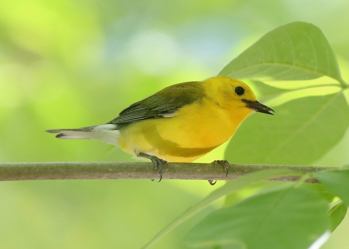 Prothonotary Warbler - ML620186166