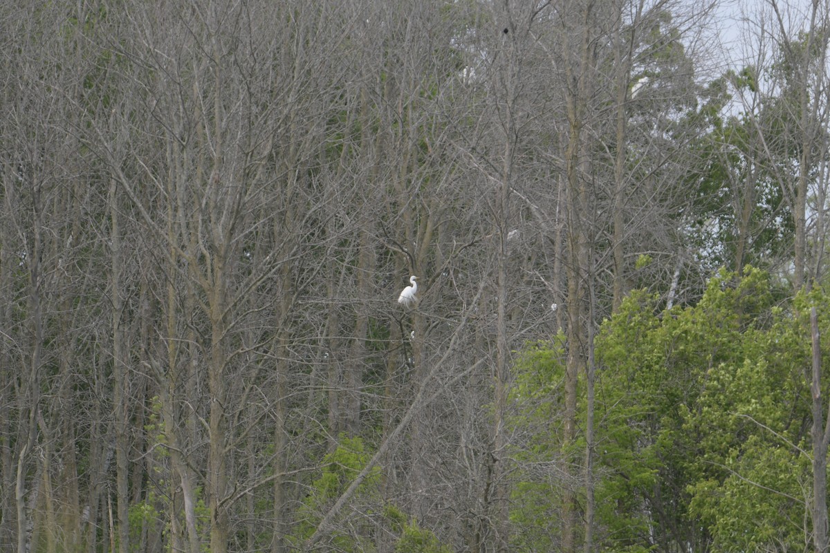 Great Egret - ML620186169