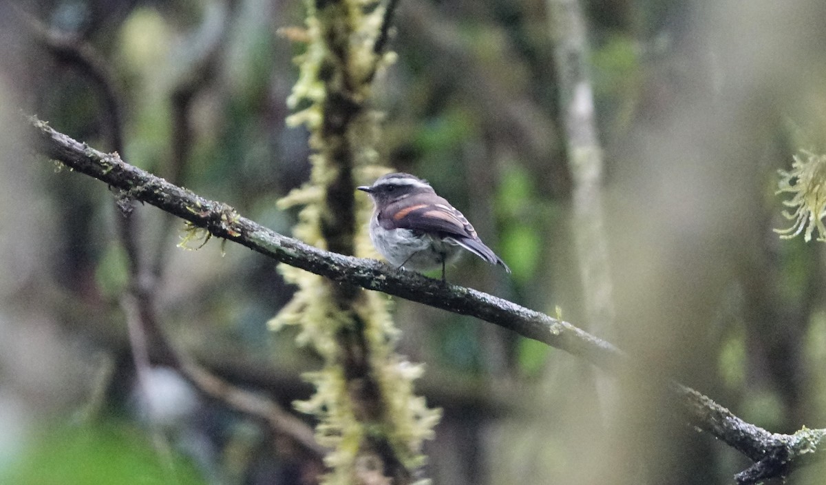 Crowned Chat-Tyrant - ML620186174