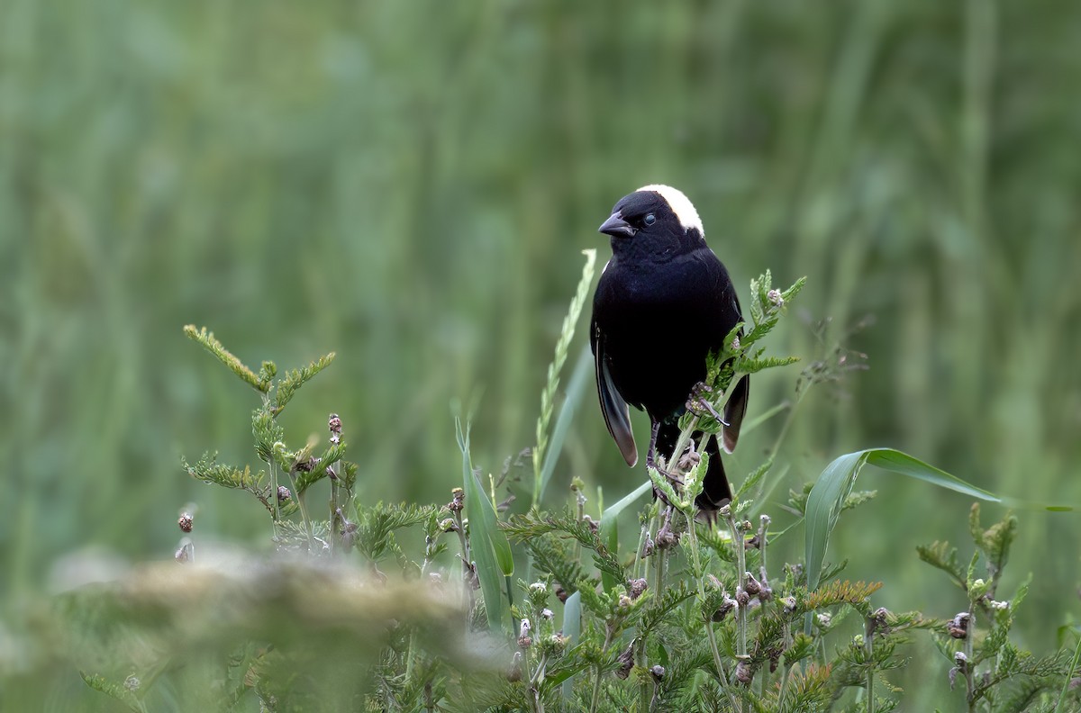 Bobolink - ML620186176