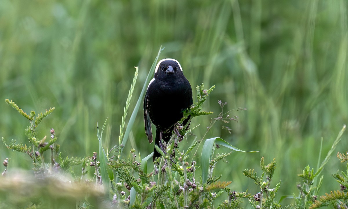 bobolink americký - ML620186180