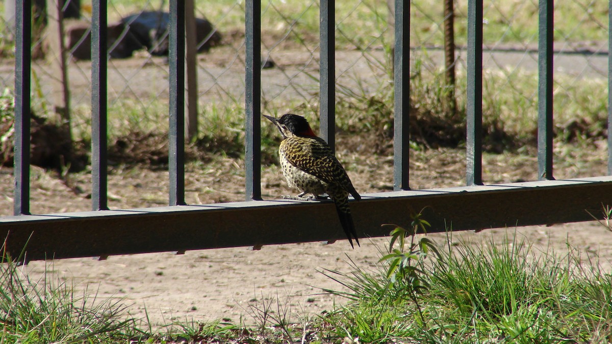 Green-barred Woodpecker - ML620186184