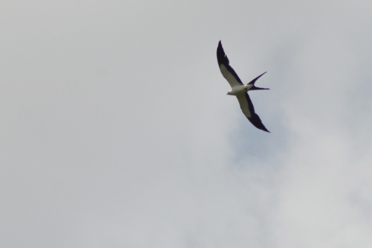 Swallow-tailed Kite - ML620186187