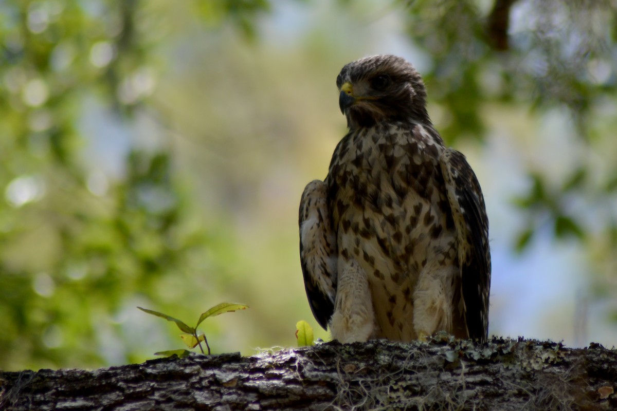 Red-shouldered Hawk - ML620186199