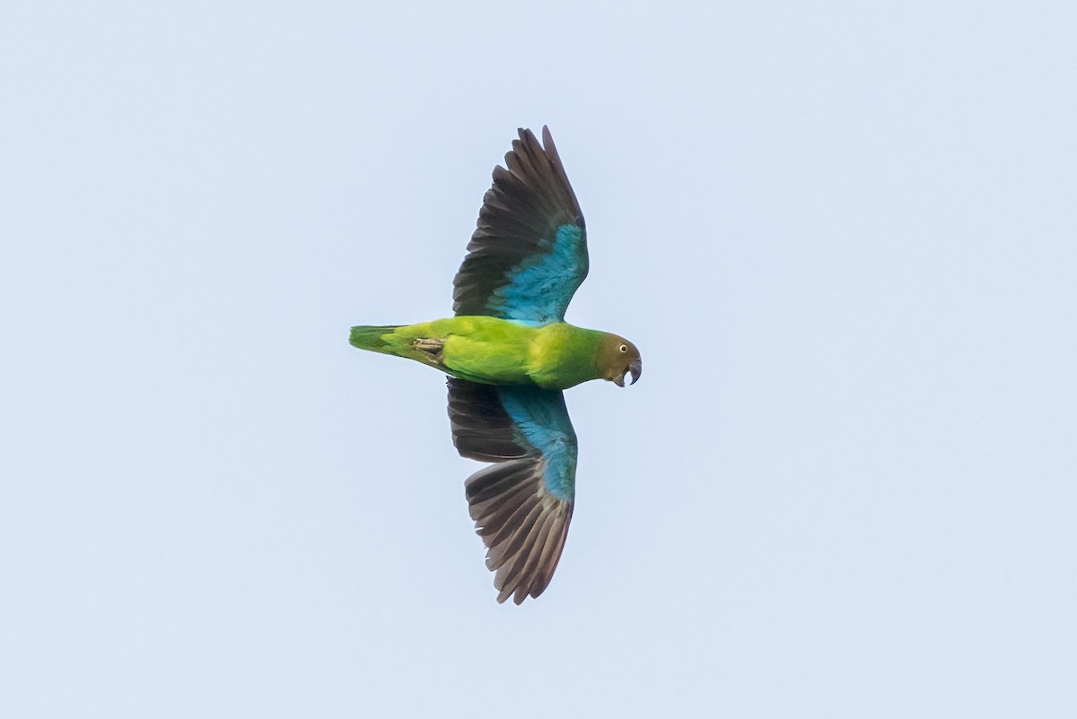 Red-cheeked Parrot - ML620186200