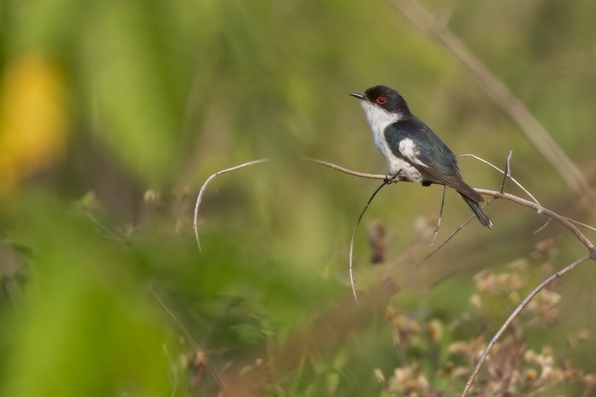 Pied Bronze-Cuckoo - ML620186206