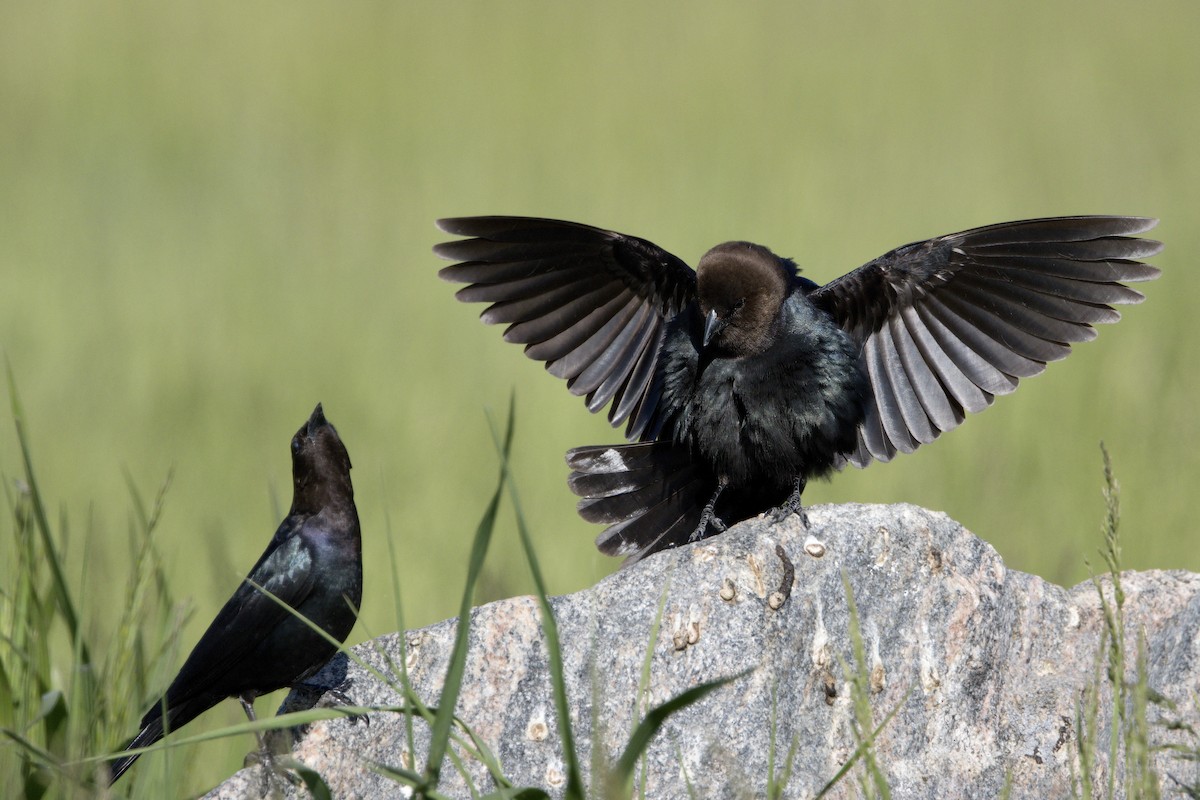 Brown-headed Cowbird - ML620186210