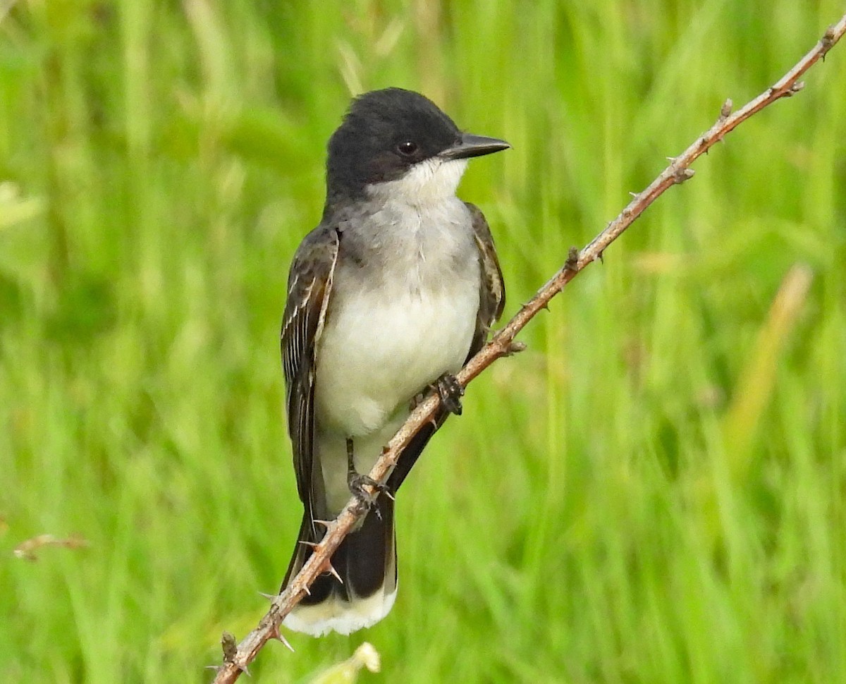 Eastern Kingbird - ML620186211