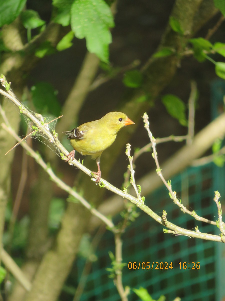 American Goldfinch - ML620186216