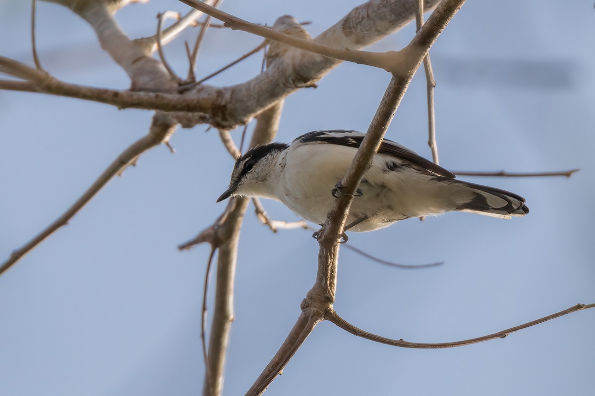 White-browed Triller - ML620186218