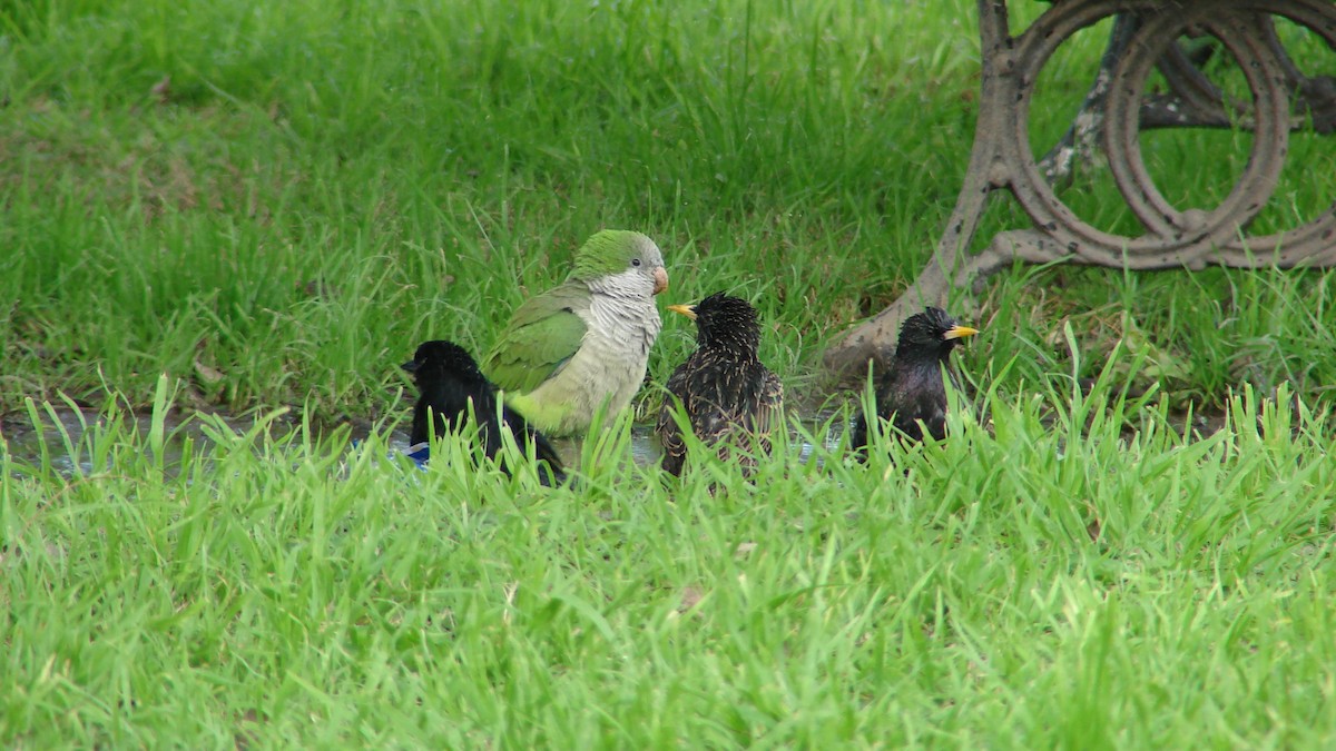 European Starling - ML620186219