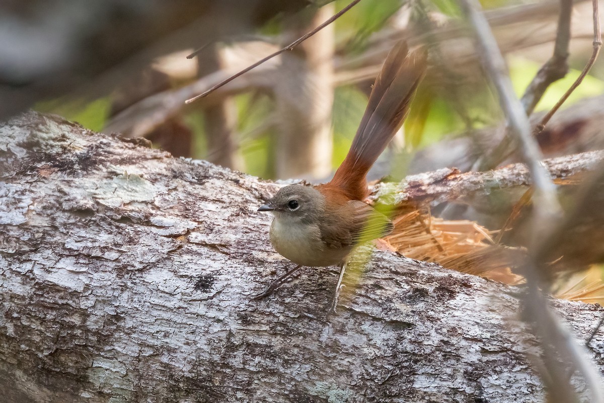 Long-tailed Fantail - ML620186225