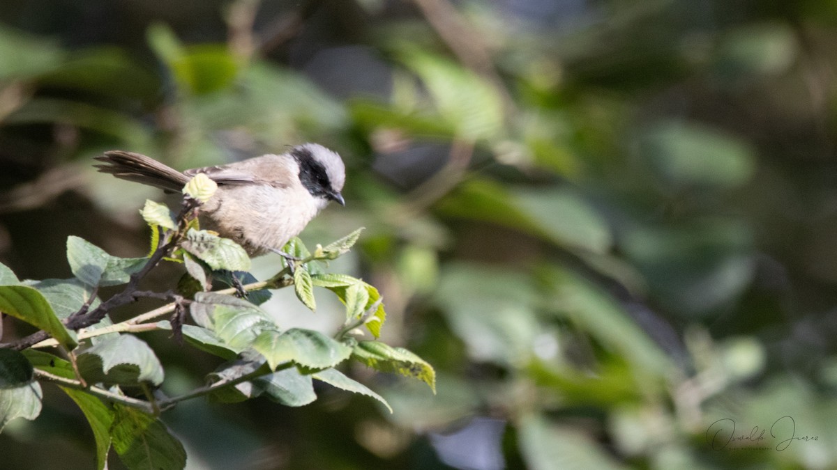 Bushtit - ML620186227