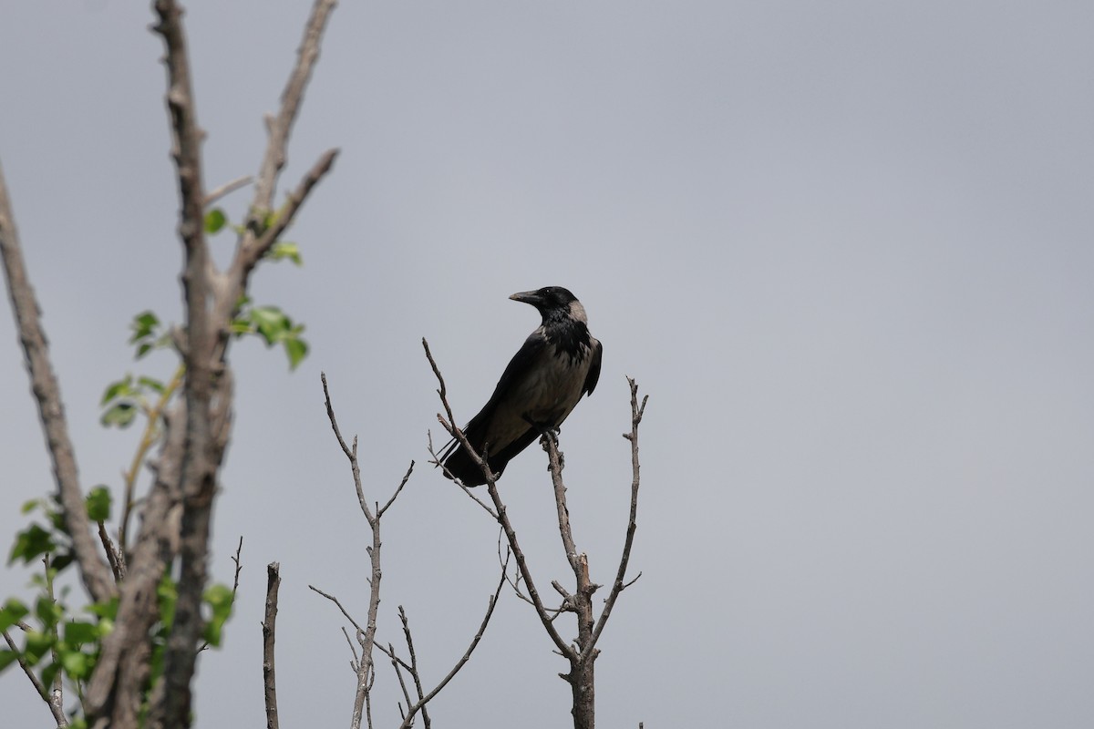 Hooded Crow - ML620186228