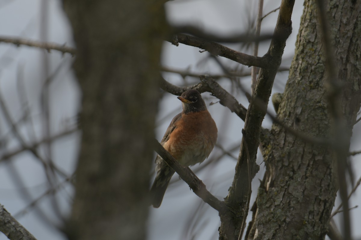 American Robin - ML620186233