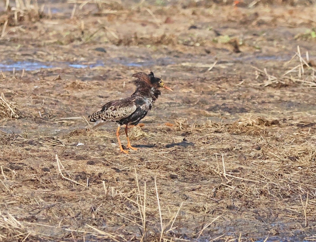 Kampfläufer - ML620186243