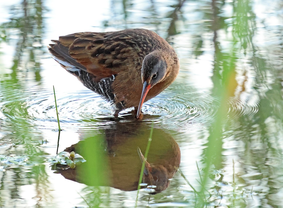 Virginia Rail - ML620186246