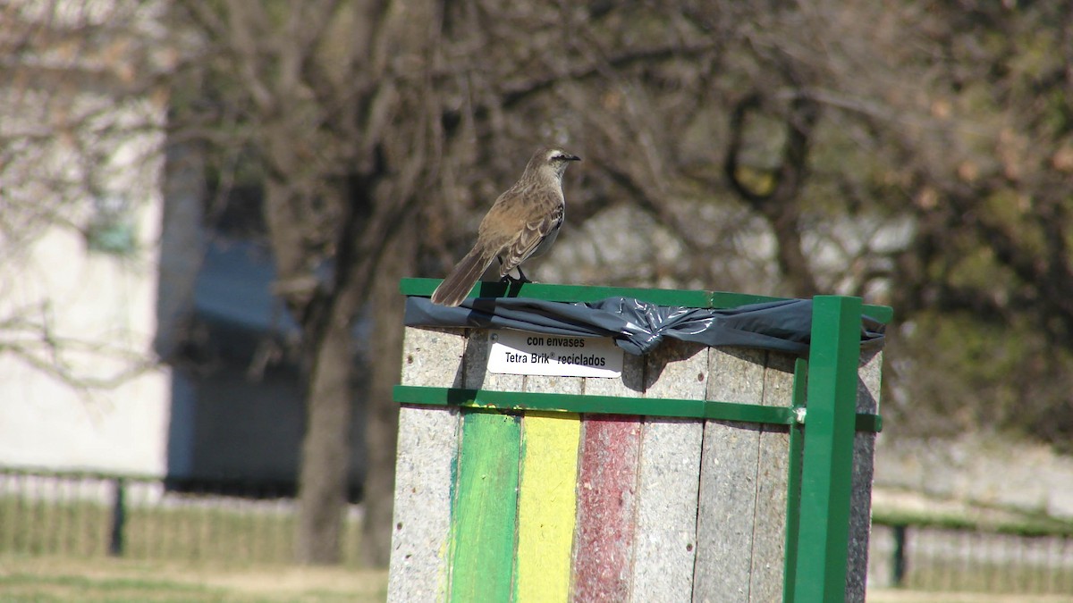 Chalk-browed Mockingbird - ML620186252