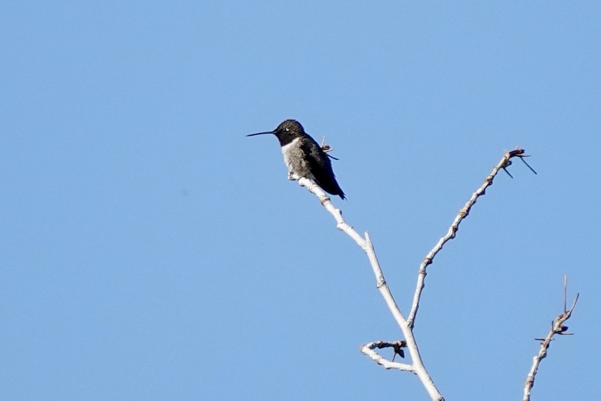 Black-chinned Hummingbird - ML620186260