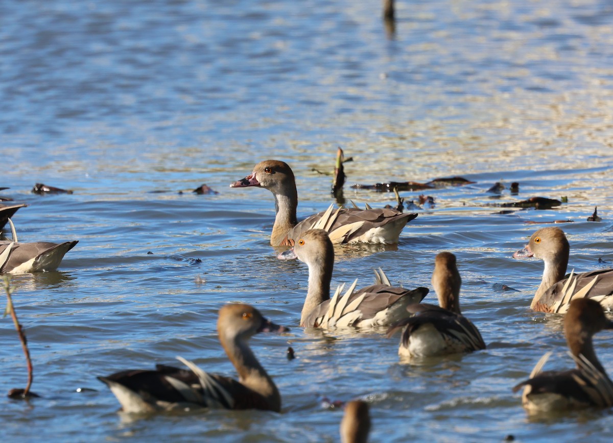 Plumed Whistling-Duck - ML620186264