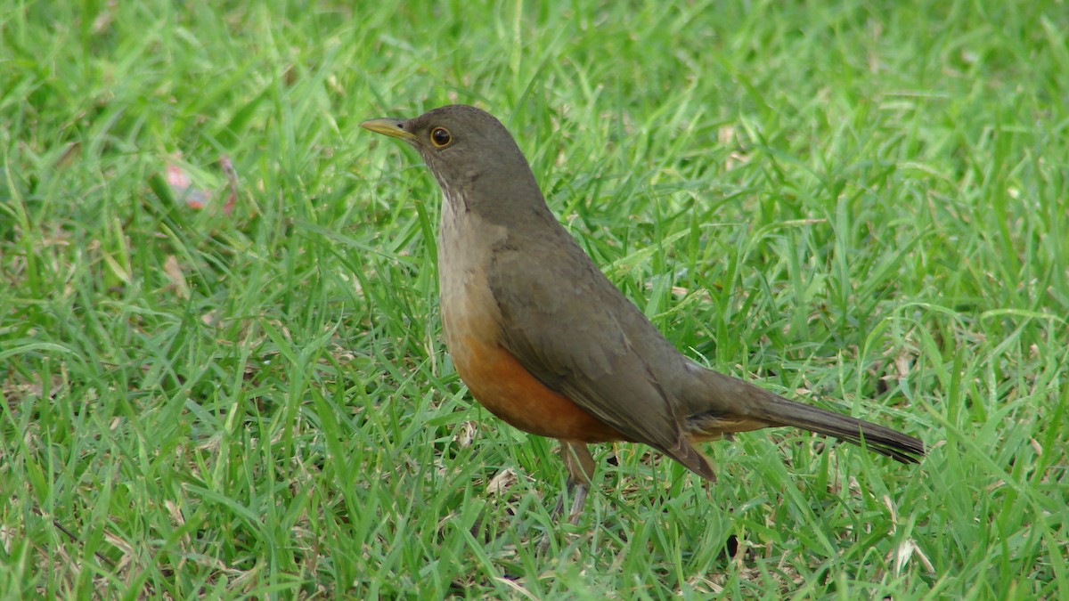 Rufous-bellied Thrush - ML620186269