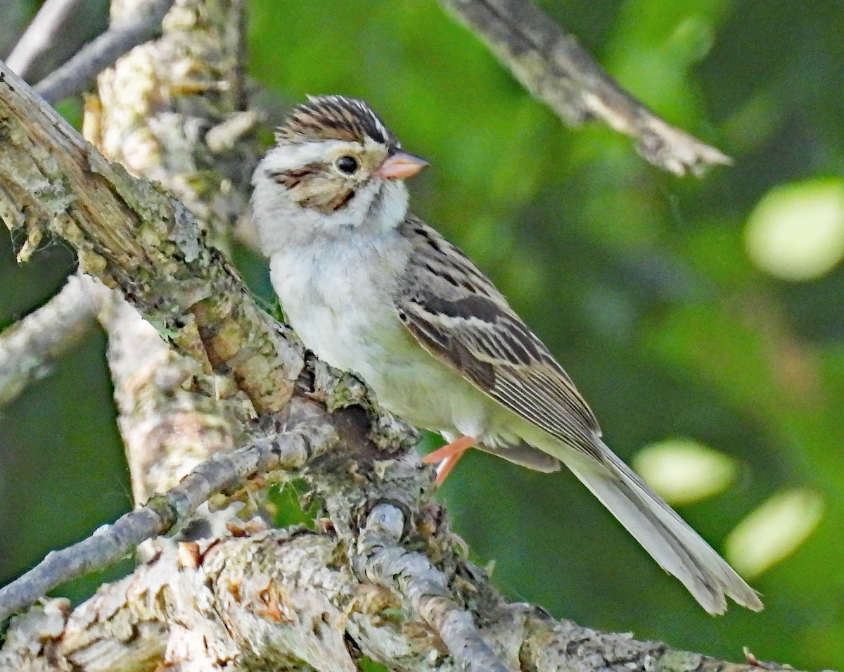 Clay-colored Sparrow - ML620186271