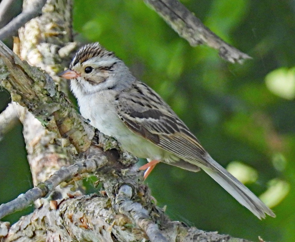 Clay-colored Sparrow - ML620186272