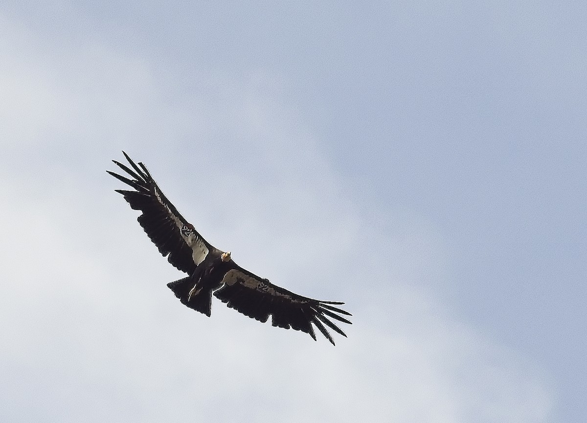 California Condor - ML620186274