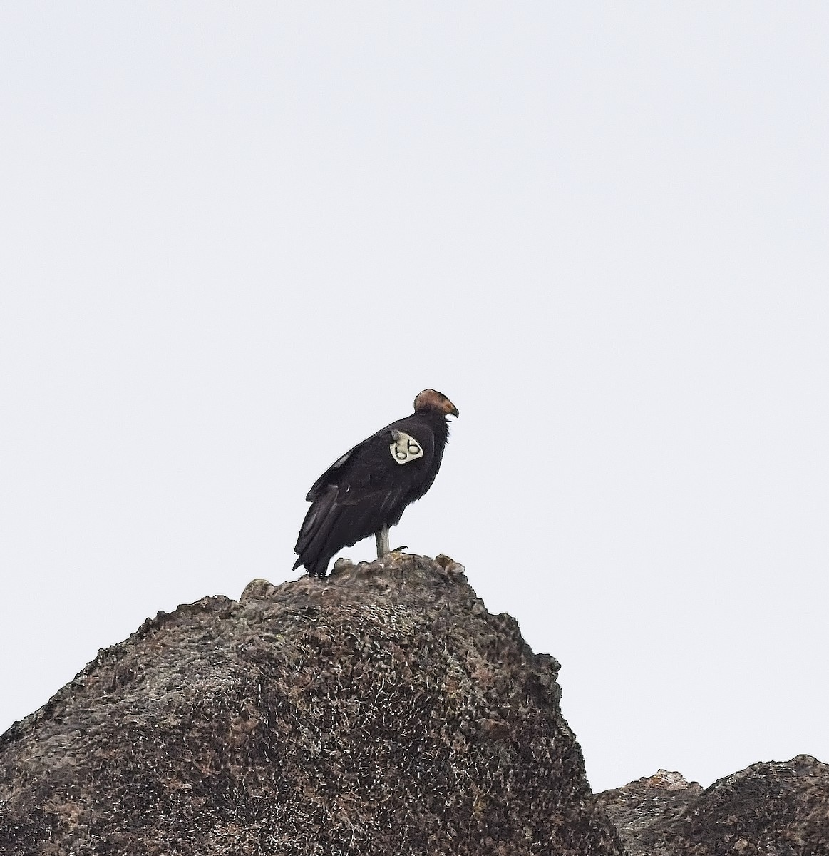 California Condor - ML620186275