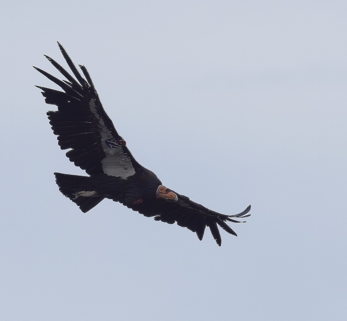 California Condor - ML620186276