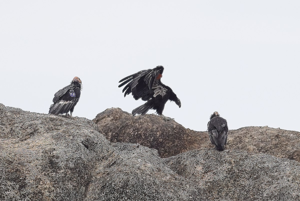 California Condor - ML620186277