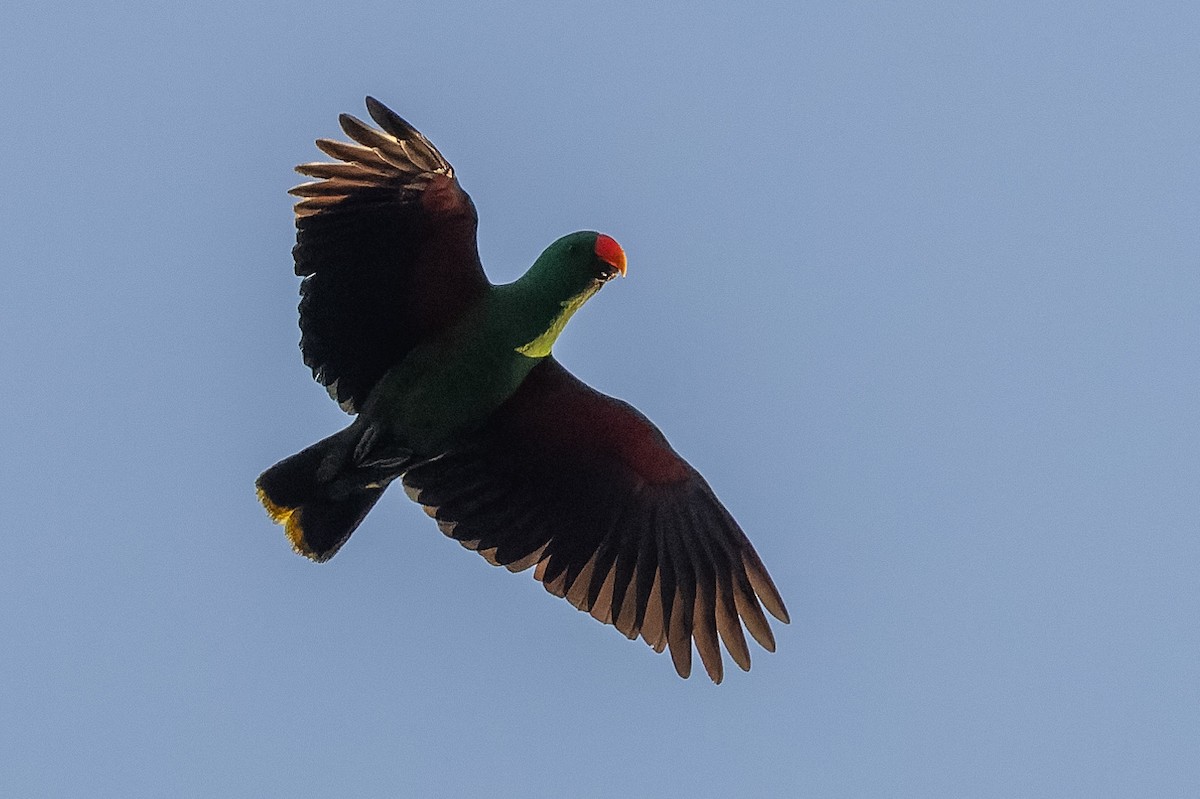 Tanimbar Eclectus - ML620186278