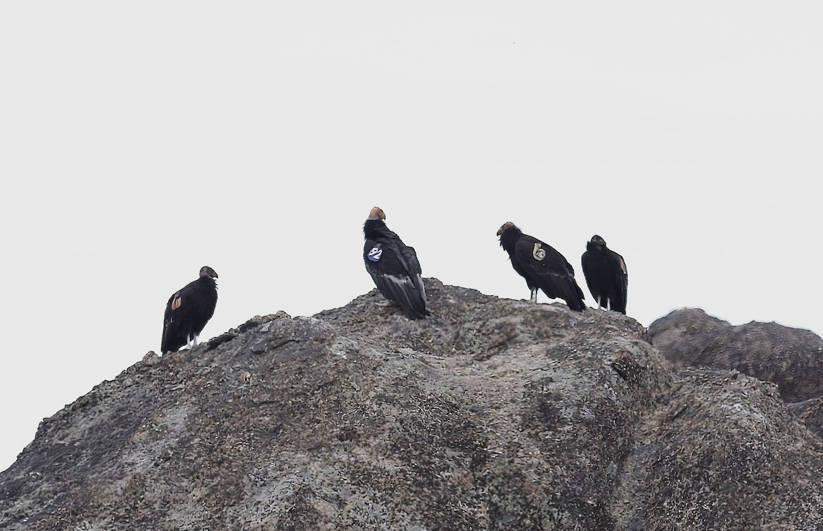 California Condor - ML620186279