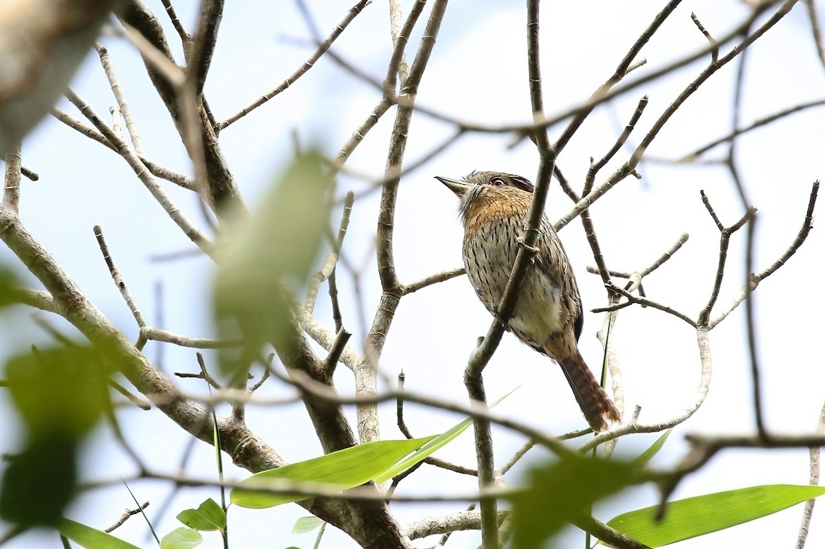 Western Striolated-Puffbird - ML620186285