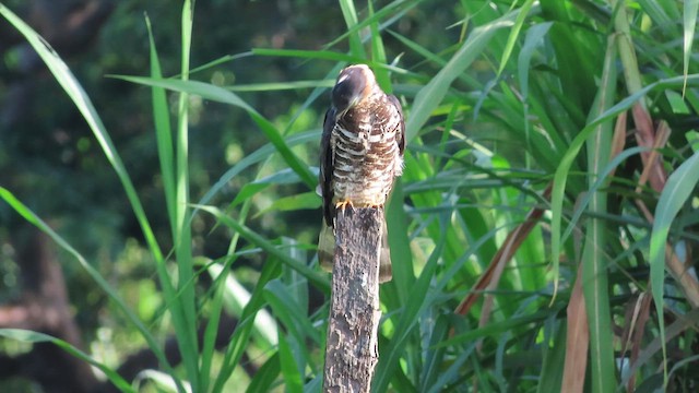 Hook-billed Kite - ML620186287