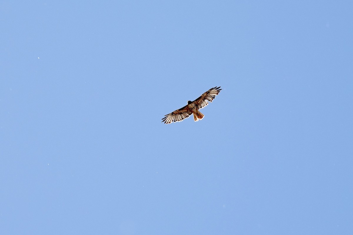 Red-tailed Hawk - ML620186288