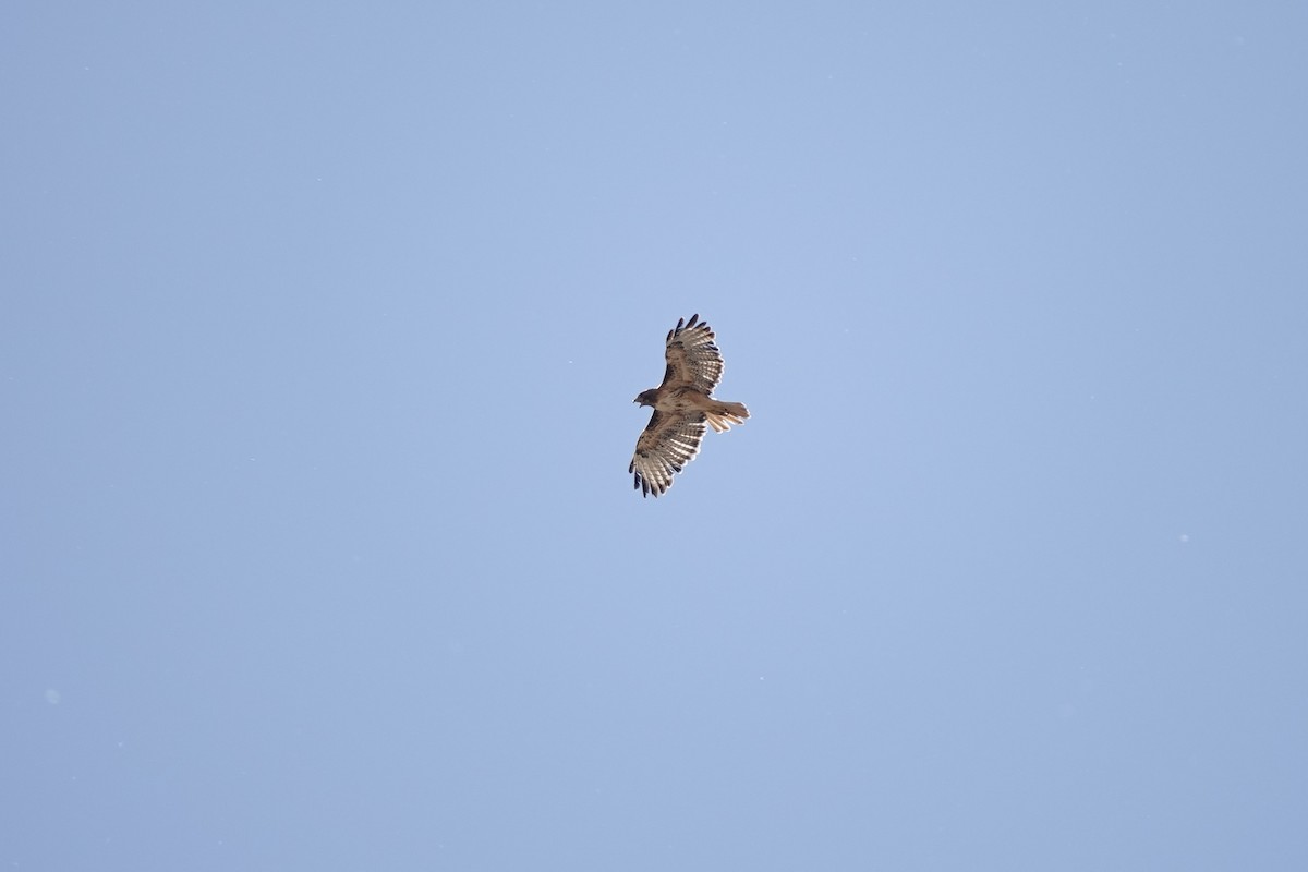 Red-tailed Hawk - ML620186289