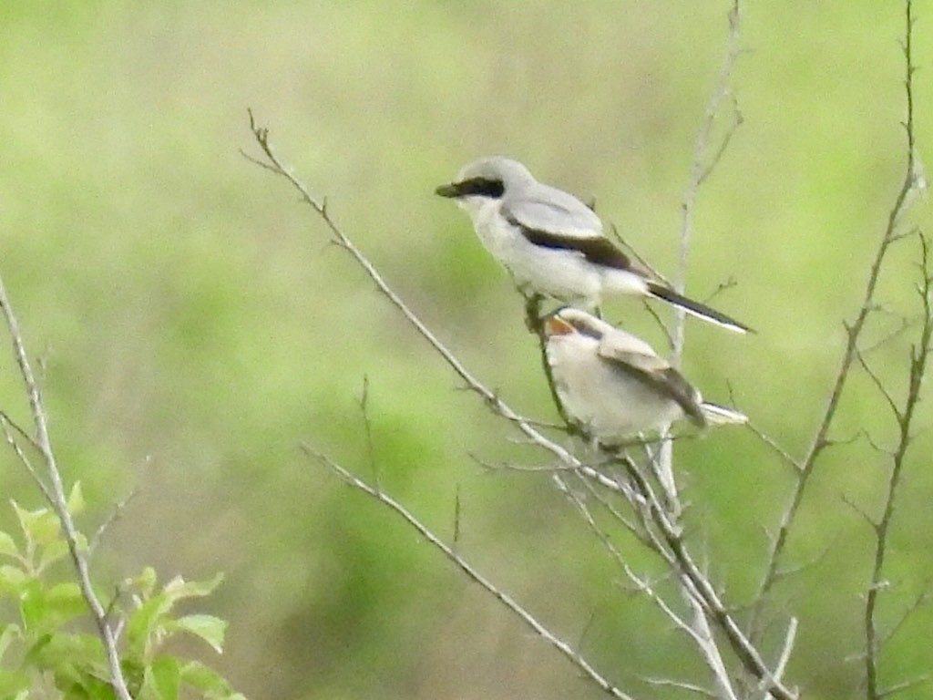 Loggerhead Shrike - ML620186298